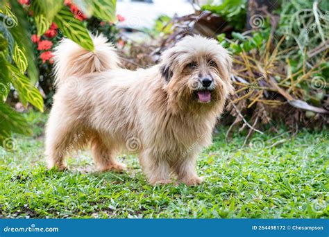 Cute Fluffy Brown Dog Panting Outside on Grass Next To Plants. Stock ...
