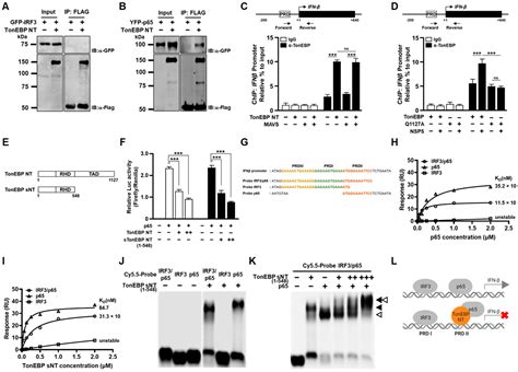 A Gain-of-Function Cleavage of TonEBP by Coronavirus NSP5 to Suppress ...