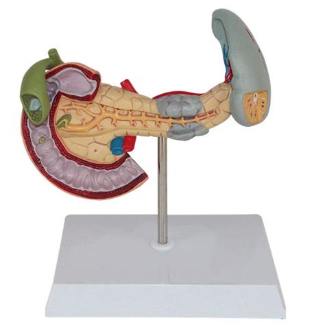 Buy Spleen Pancreaticobiliary Duodenum Pathology Model, Pancreas ...