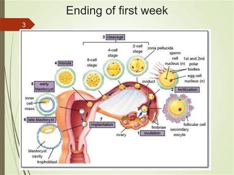 Image result for 2nd Week of Development