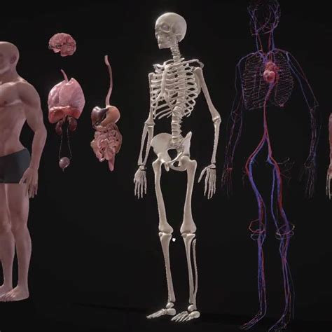 Animated Human Body 的图像结果