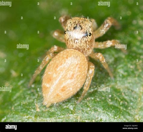 Jumping Spiders (Salticidae) Arachnida Stock Photo - Alamy