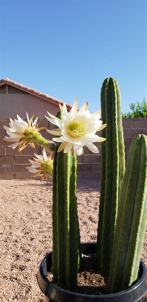 San Pedro cactus blooming for the first time! : r/plants