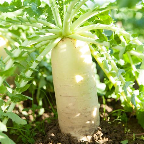 Radish Daikon Mooli Japana F1 - Premier Seeds Direct