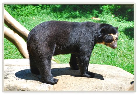 3. OSO DE ANTEOJOS AMERICANO