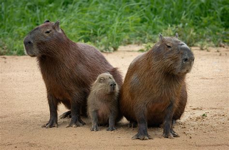 What’s fueling TikTok’s “capybara lifestyle” obsession—and why it’s dangerous