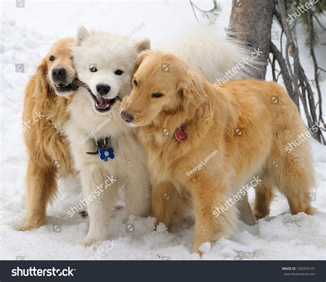 Samoyed Mix Golden Retriever