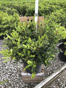 Qualtivate TLX-18 Winter Gem Boxwood/Buxus Seed Price in India - Buy ...
