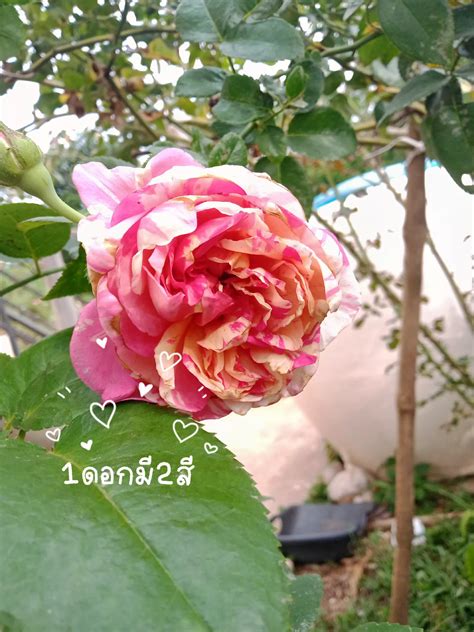 Julie Andrews species of roses | Gallery posted by Panadda ning 🩷 | Lemon8