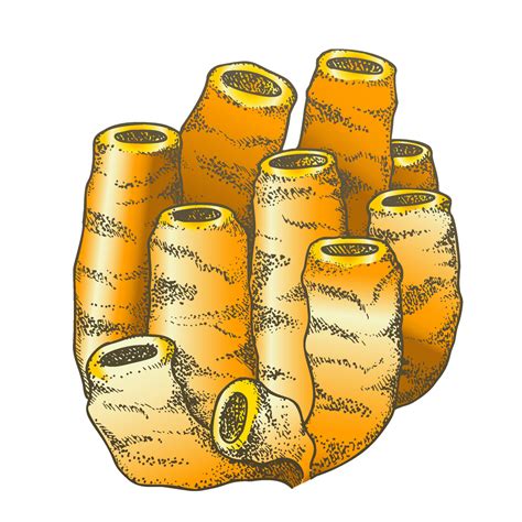 Decorative Ocean Reef Tubes Coral Vintage Vector 17582478 Vector Art at ...