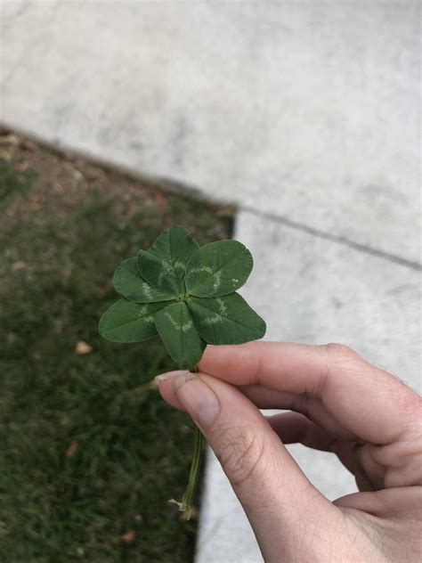 This 6 leaf clover I found : r/mildlyinteresting