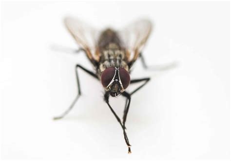 Why Do Flies Rub Their Hands Together? - A-Z Animals