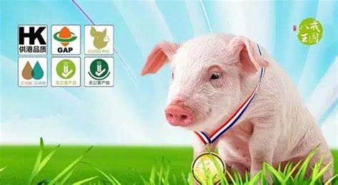 猪场生产管理|养猪场管理制度|养猪场管理办法 - 猪好多网