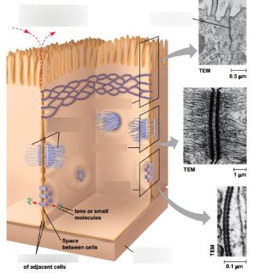Rezultat imagine pentru Intercellular Junctions