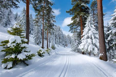 Cross-country ski track winding through winter forest 73286554 Stock ...