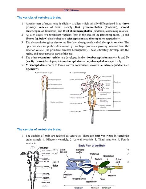Nervous System- Comparative account of Brain.pdf