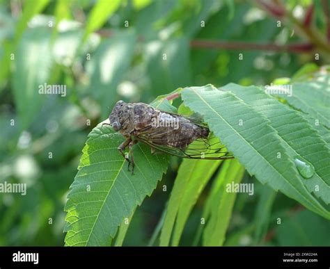 Dog-day Cicadas (Neotibicen) Insecta Stock Photo - Alamy