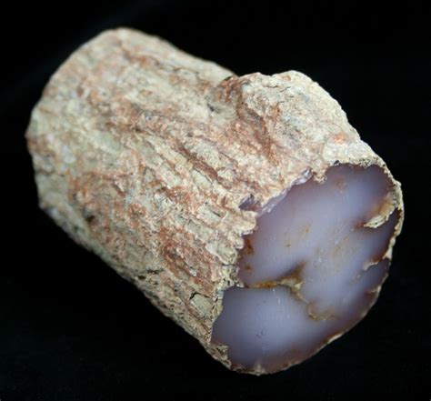 Petrified Wood (Chalcedony) From Nevada For Sale (#1830) - FossilEra.com