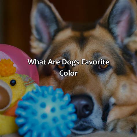 Dog Color Meaning at David Yetter blog