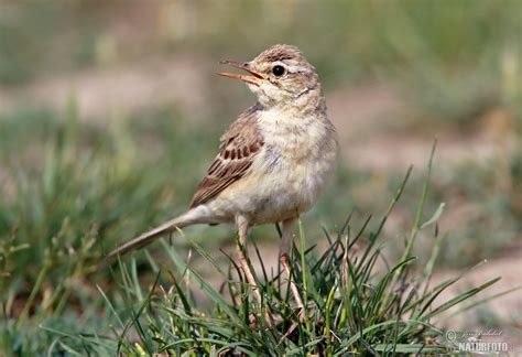 Kuvatulokset haulle pipit