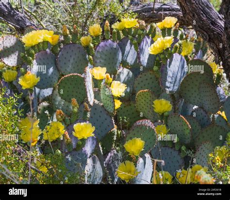 Flowers prickly pear cactus hi-res stock photography and images - Alamy