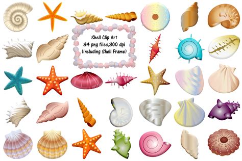 Summer Sea Shells Clip Art (564411) | Illustrations | Design Bundles