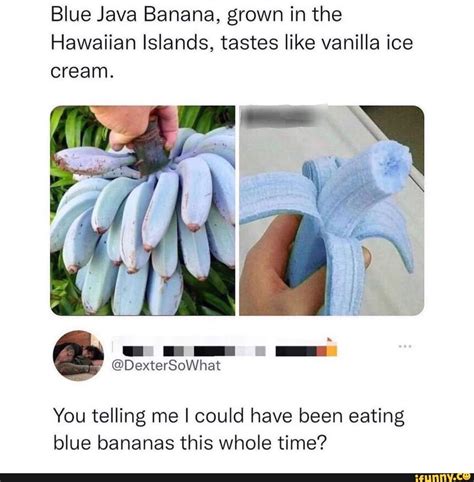 Image result for Eating Blue Java Banana