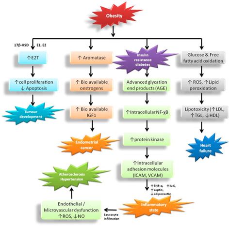 Anti-Obesity Effects of Medicinal and Edible Mushrooms