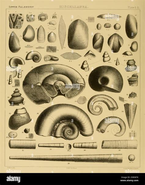 Image result for Shell Shapes