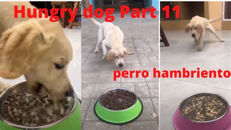 hungry dog | part 13