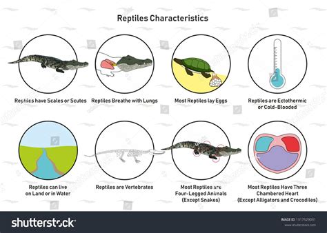 Reptiles Characteristics infographic diagram including scales scutes ...