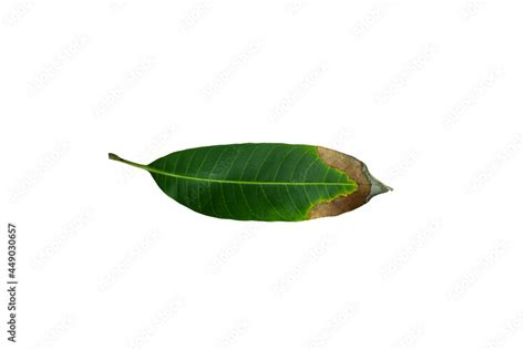 Image result for Mango Leaf Problems