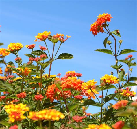 Lantana Pruning: How to Trim and Maintain Lantana Plants