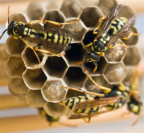 Luling - Yellow Jacket Control | LaJaunie's Pest Control
