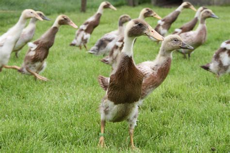 Image result for Ducklings Running
