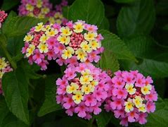 Image result for Easter Bunny Pink and Yellow Flowers