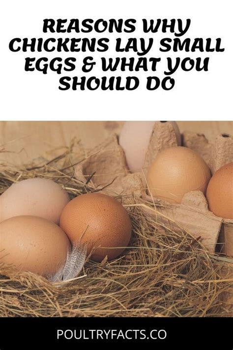 Image result for Chicken Farming Tips