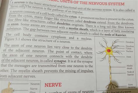 What is a neuron? (describe its structure)? - Brainly.in