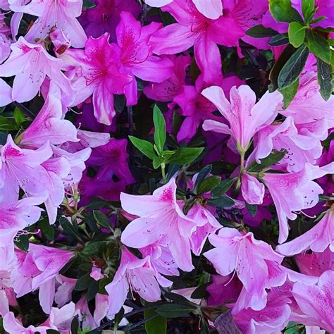 What is a Shrub With Mostly Purple Flower? - Heaven Gables