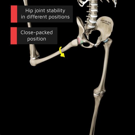 Anatomy of the Hip Joint: Bones, Ligaments, and Muscles | Muscle and ...