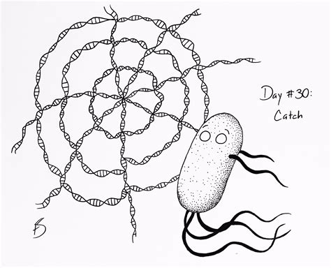 Image result for Bacteria Simple Drawing