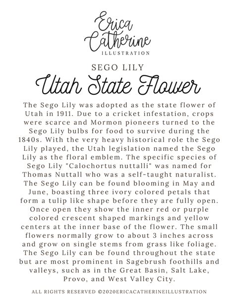 Utah State Flower Map Vinyl Sticker – Erica Catherine