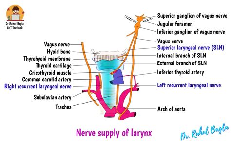 Anatomy of larynx - Sinus of Morgagni, Pre-Epiglottic Space of Boyer ...