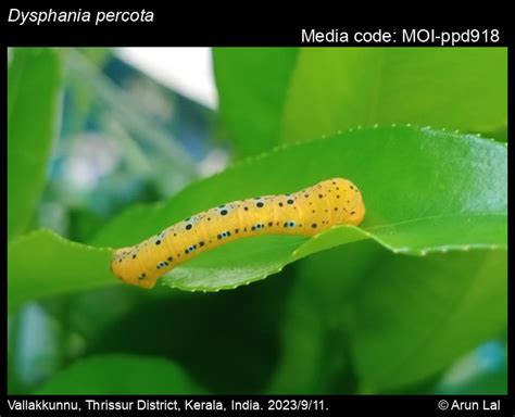 Dysphania percota (Swinhoe, 1891) - | Moths