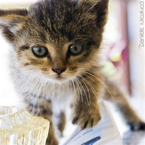 Soft kitty | Soft kitty, warm kitty little ball of fur Happy… | Flickr