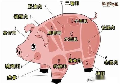 猪各部位肉的名称图片及料理方式 - 知乎