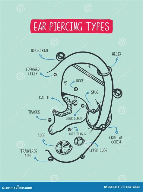 Ear Piercing Diagram. Top Different Types Of Ear Piercing Trendy ...