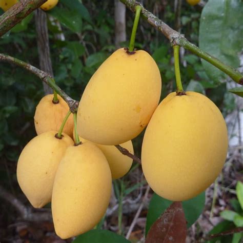Bacupari Fruit (Garcinia Brasiliensis) Fruit Plant (Home & Garden Plan ...