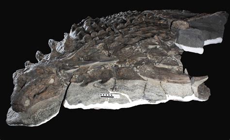 Meet Borealopelta markmitchelli, ‘Best-Preserved Armored Dinosaur ...