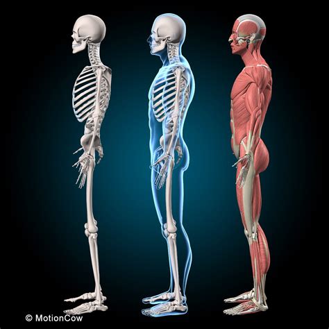 Image result for Skeletal System Muscular System